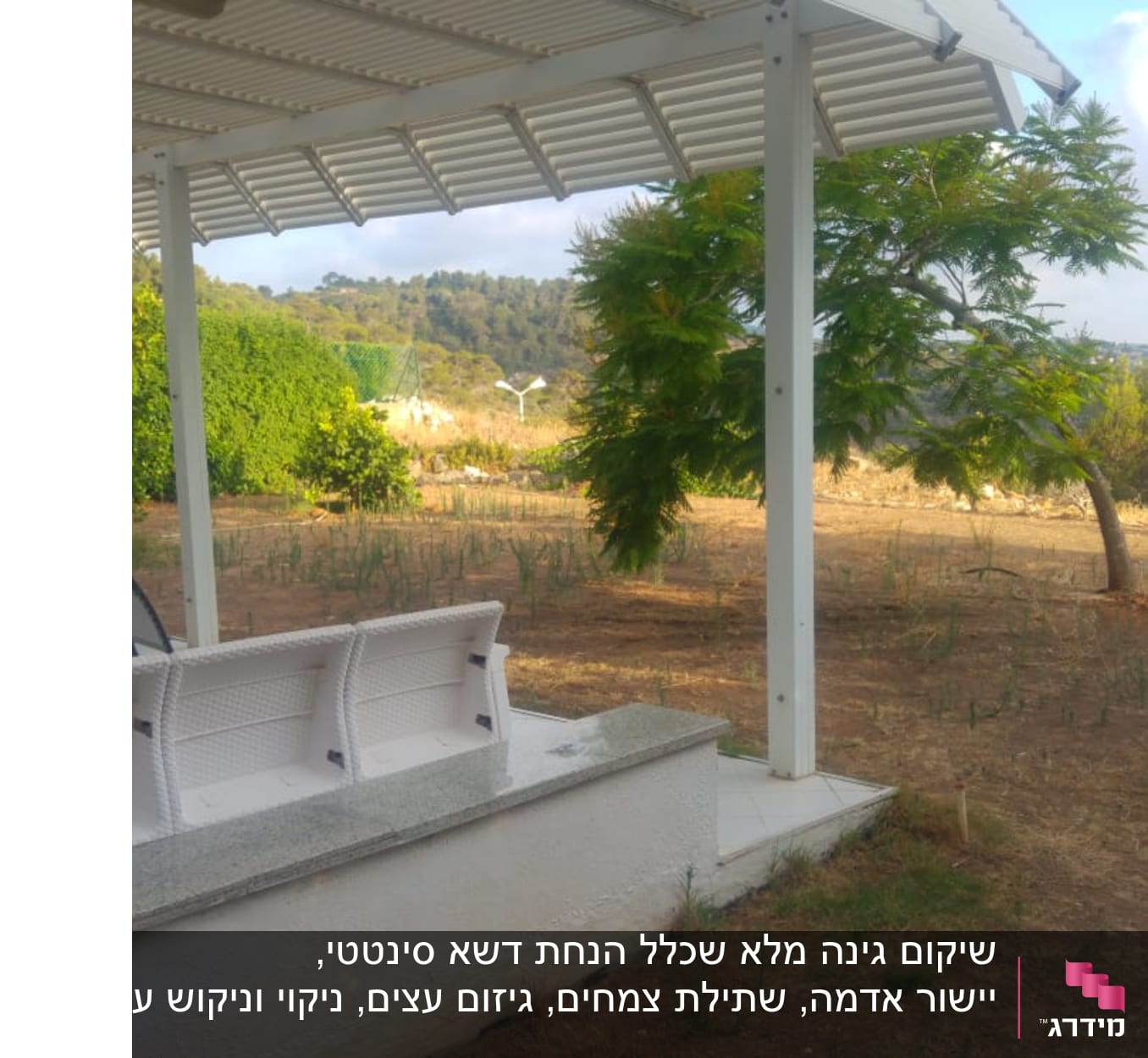 עץ ירוק ודשא יבש בגינה